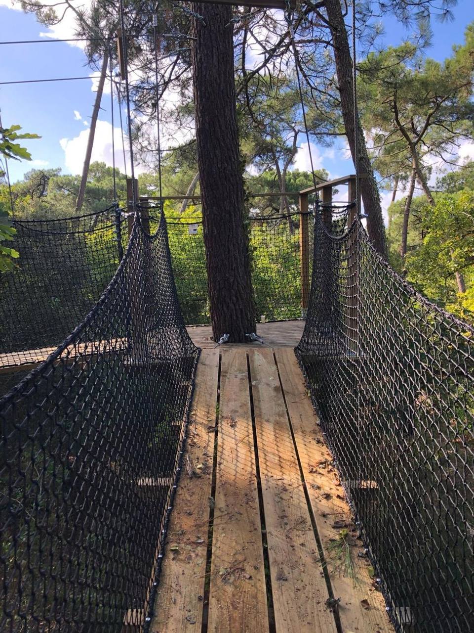 Passerelle suspendue menant à une plateforme autour d'un pin, à Arcachon