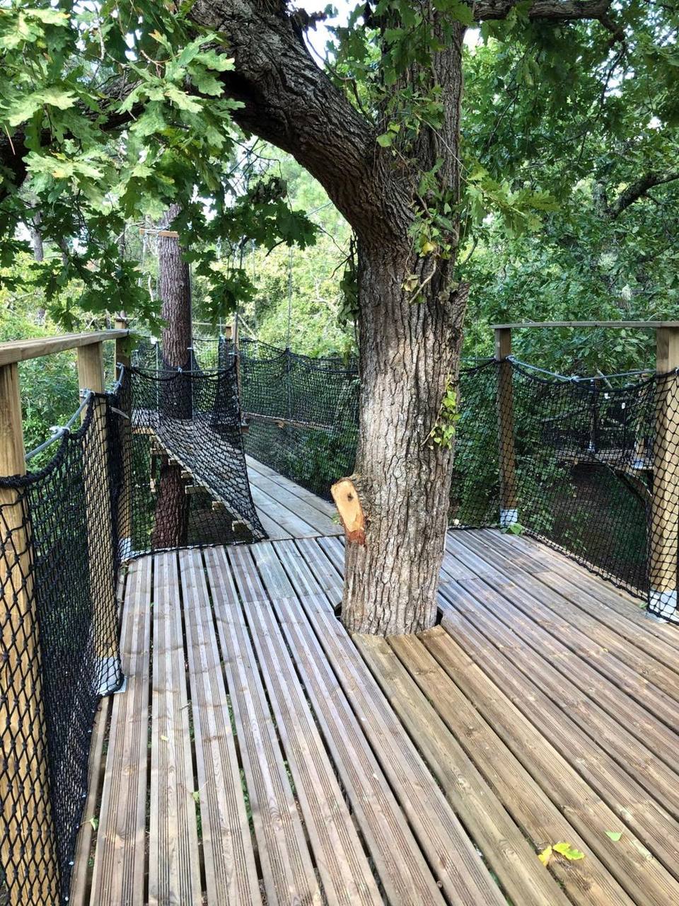 Plateforme en bois construite autour du tronc d'un chêne, sur le parcours forestier de l'École de la forêt d'Arcachon