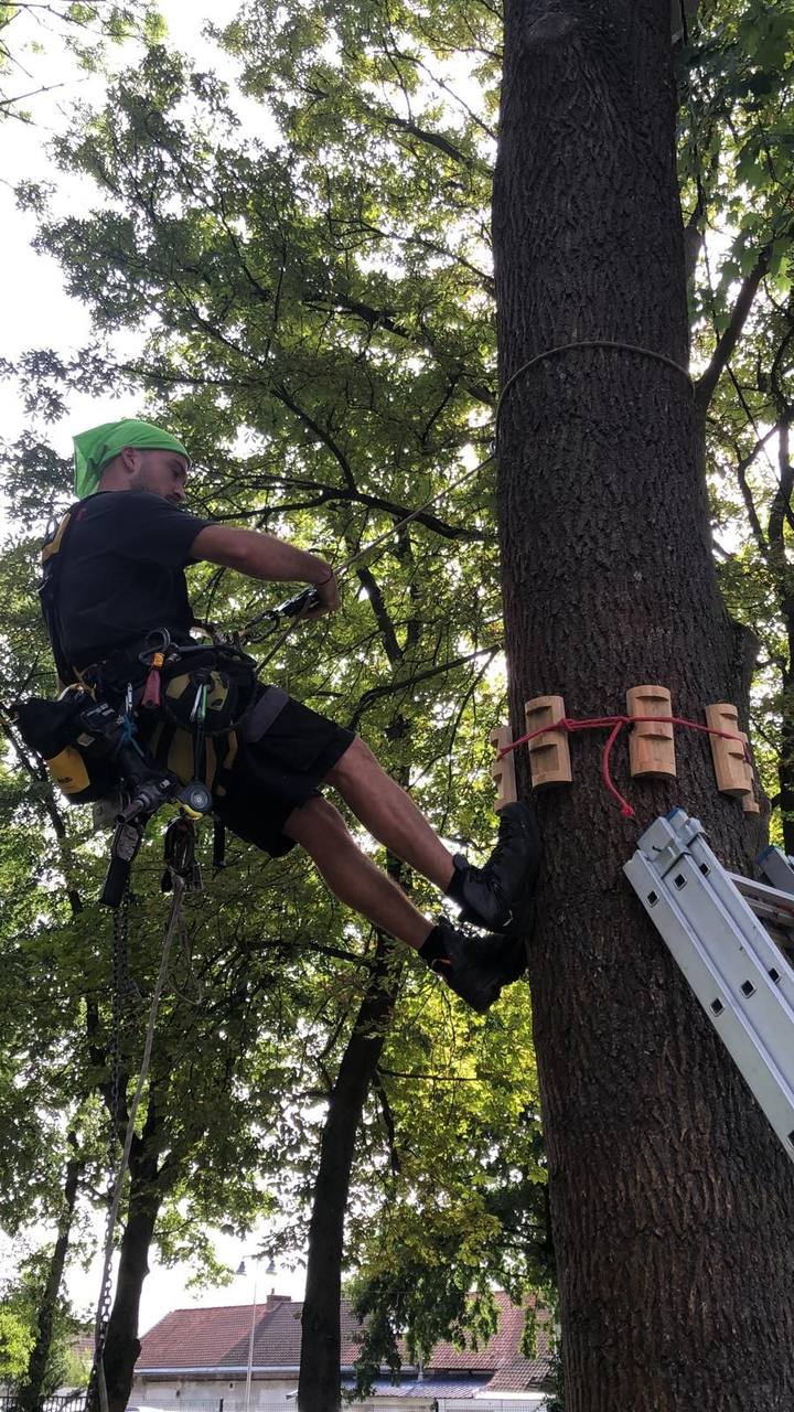 Pose de cales de protection en bois autour du tronc d'un arbre de parcours aventure