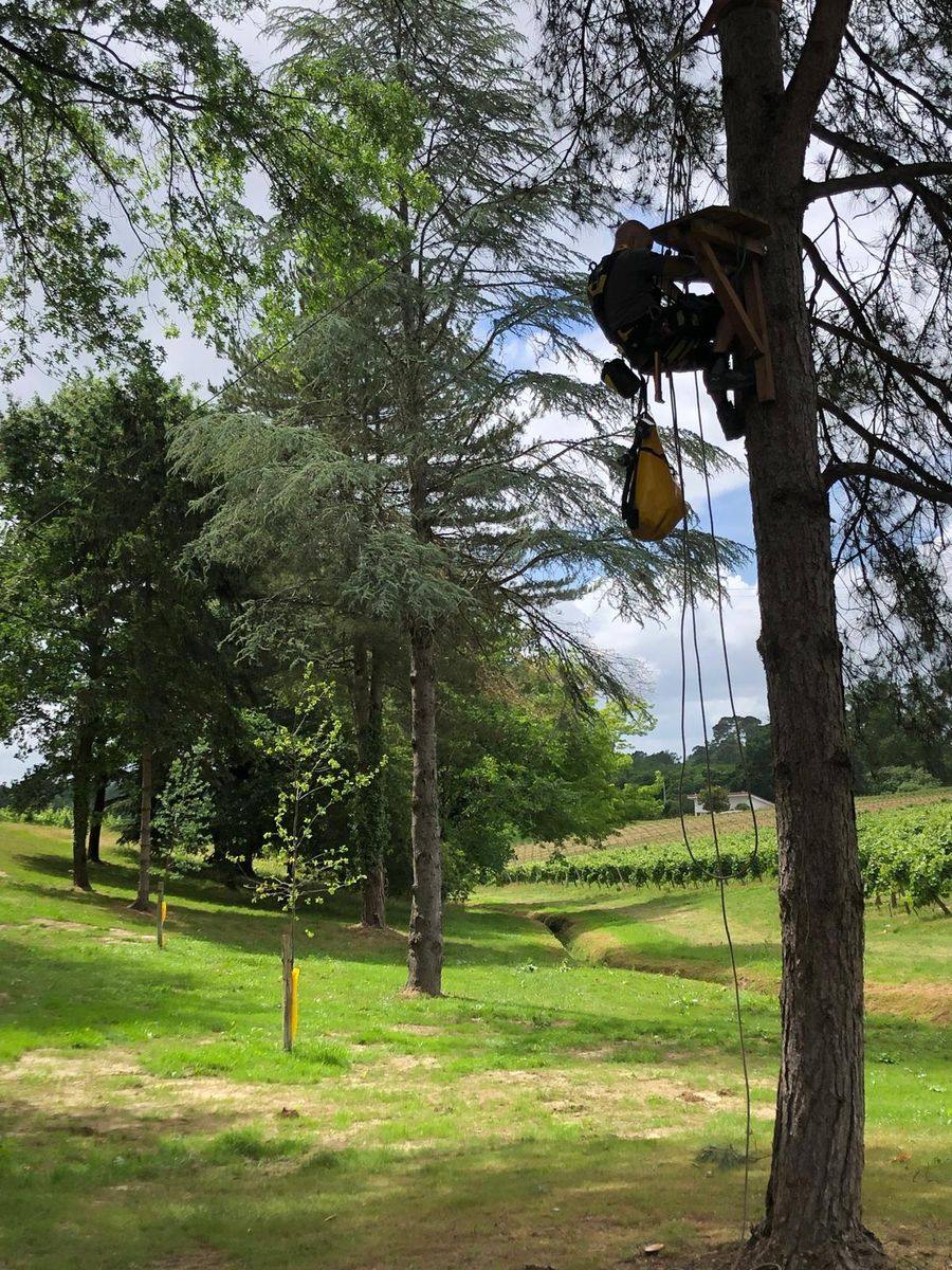 Technicien encordé travaillant sur une plateforme dans un arbre